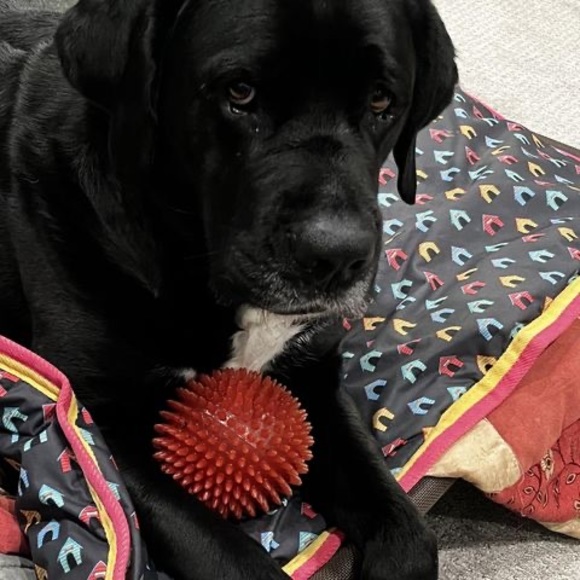 Meet your Posher, Adrianne - Picture 1 of 1